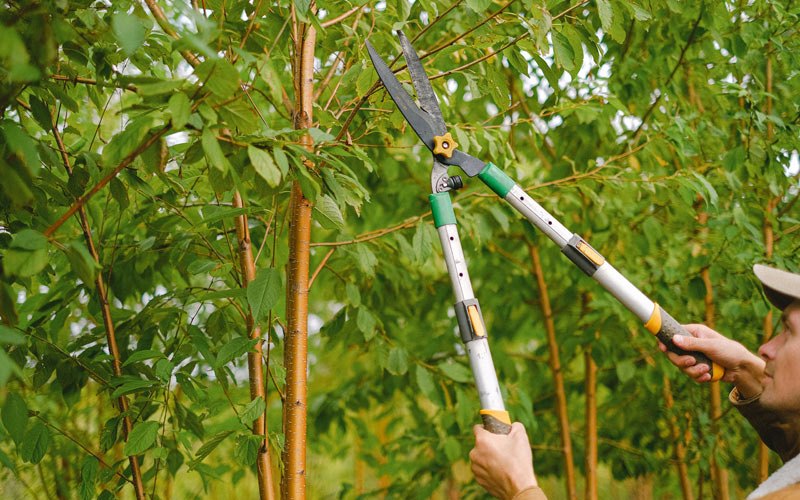 Tree trimming in Greenfield, IA
